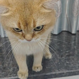 ✅ Jessica & Leo, Tabby Cat